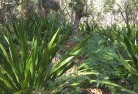 Seaforth NSWplanting-garden-and-landscape-design-46.jpg; ?>